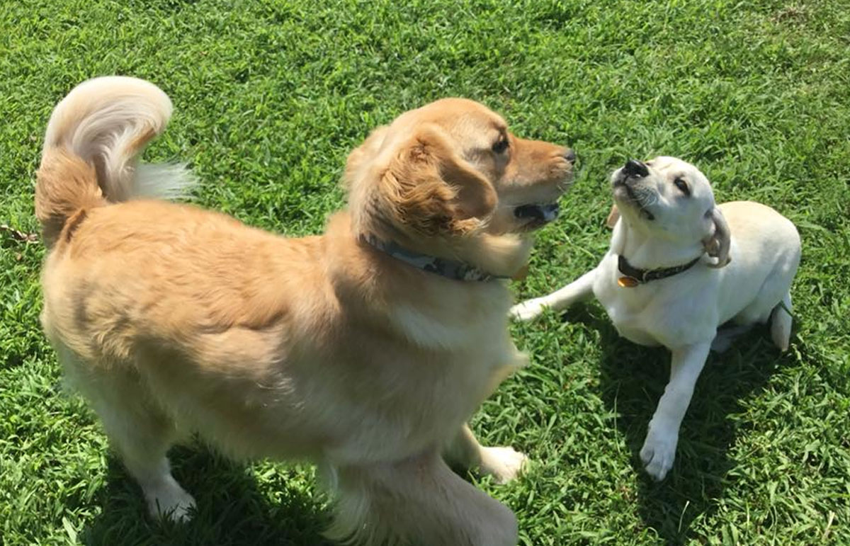 dog